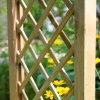 Rose Garden Arch Asceza