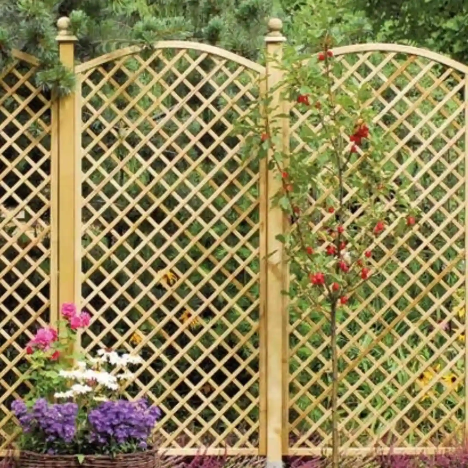 Traliccio Inglese Convesso h183/193/183 x 90 cm