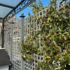 Elegance Trellis