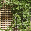 Elegance Trellis