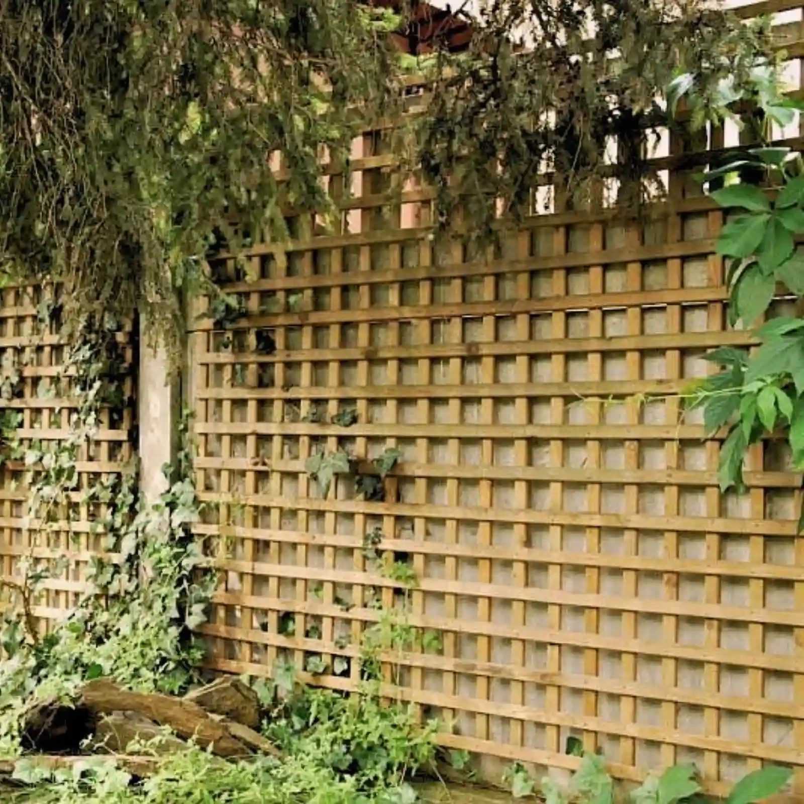 Elegance Trellis