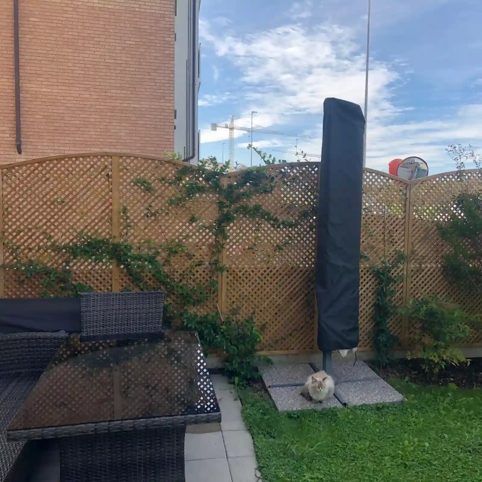 Traliccio Clementine ad arco h183/193/183 x 90 cm