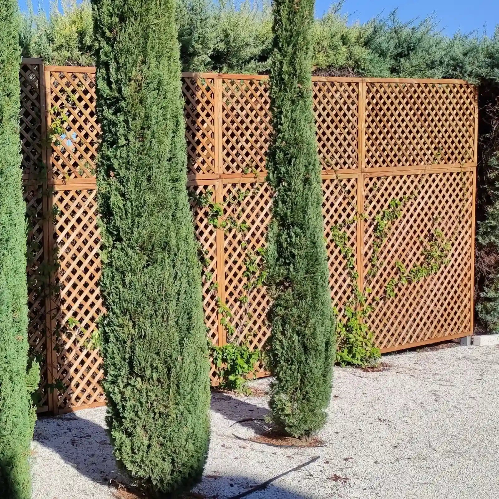 Premier Trellis